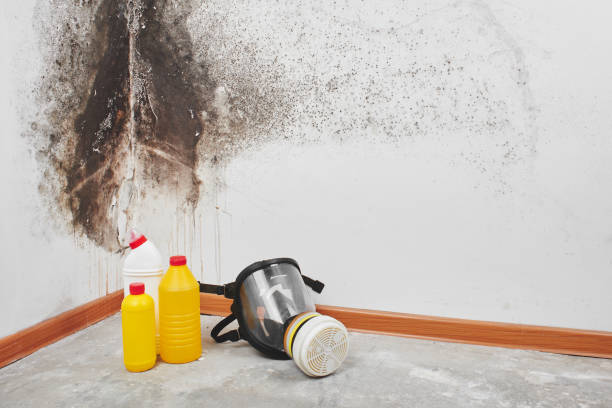 Best Mold Removal Specialists  in Rensselaer, IN