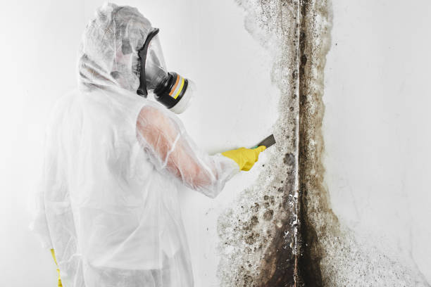 Crawl Space Mold Removal in Rensselaer, IN