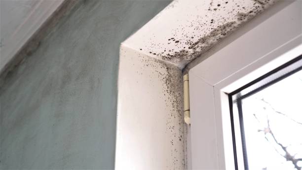 Mold Testing and Removal in Rensselaer, IN