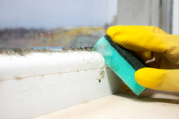 Mold Removal and Inspection in Rensselaer, IN