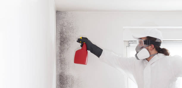 Best Mold Testing  in Rensselaer, IN