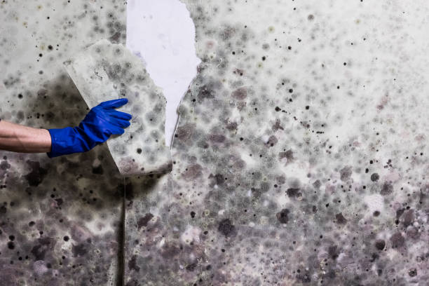 Best Home Mold Removal  in Rensselaer, IN