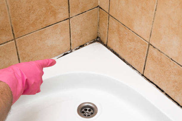 Best Commercial Mold Removal  in Rensselaer, IN